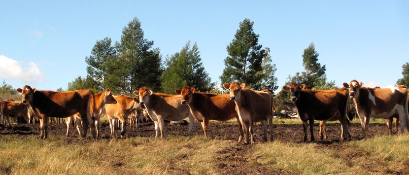 Cows build Grootvadersbosch trails