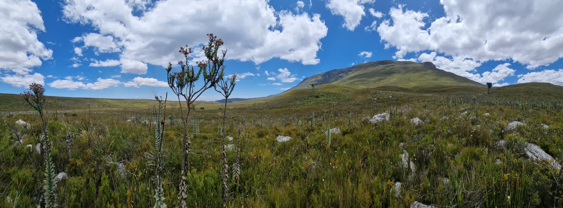 Diverse flora with a mountain top, blue sky and clouds.
