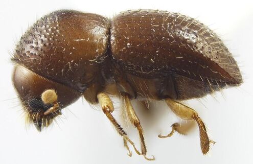 Polyphagous Shot Hole Borer beetle.