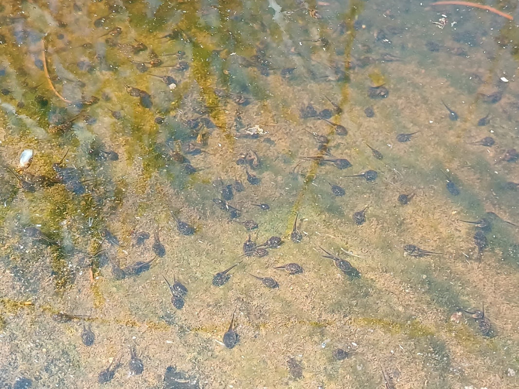 Tadpoles in the Huis River near Barrydale 