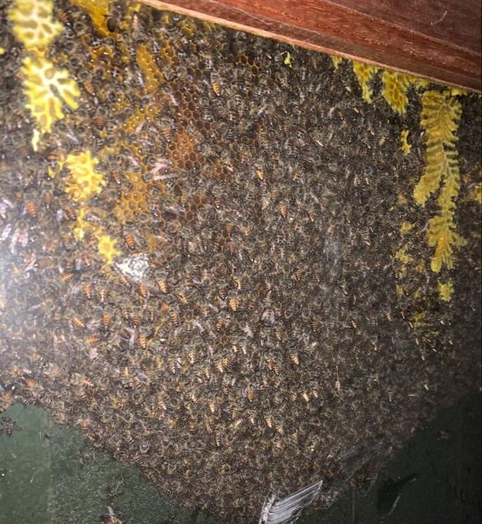Bee swarm