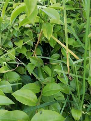 Succulent alien invasive plant. Biocontrol agents present on leaves