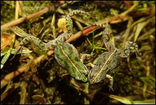 Male and female mating pair of southern dainty frog found on Grootbos Private Nature Reserve.